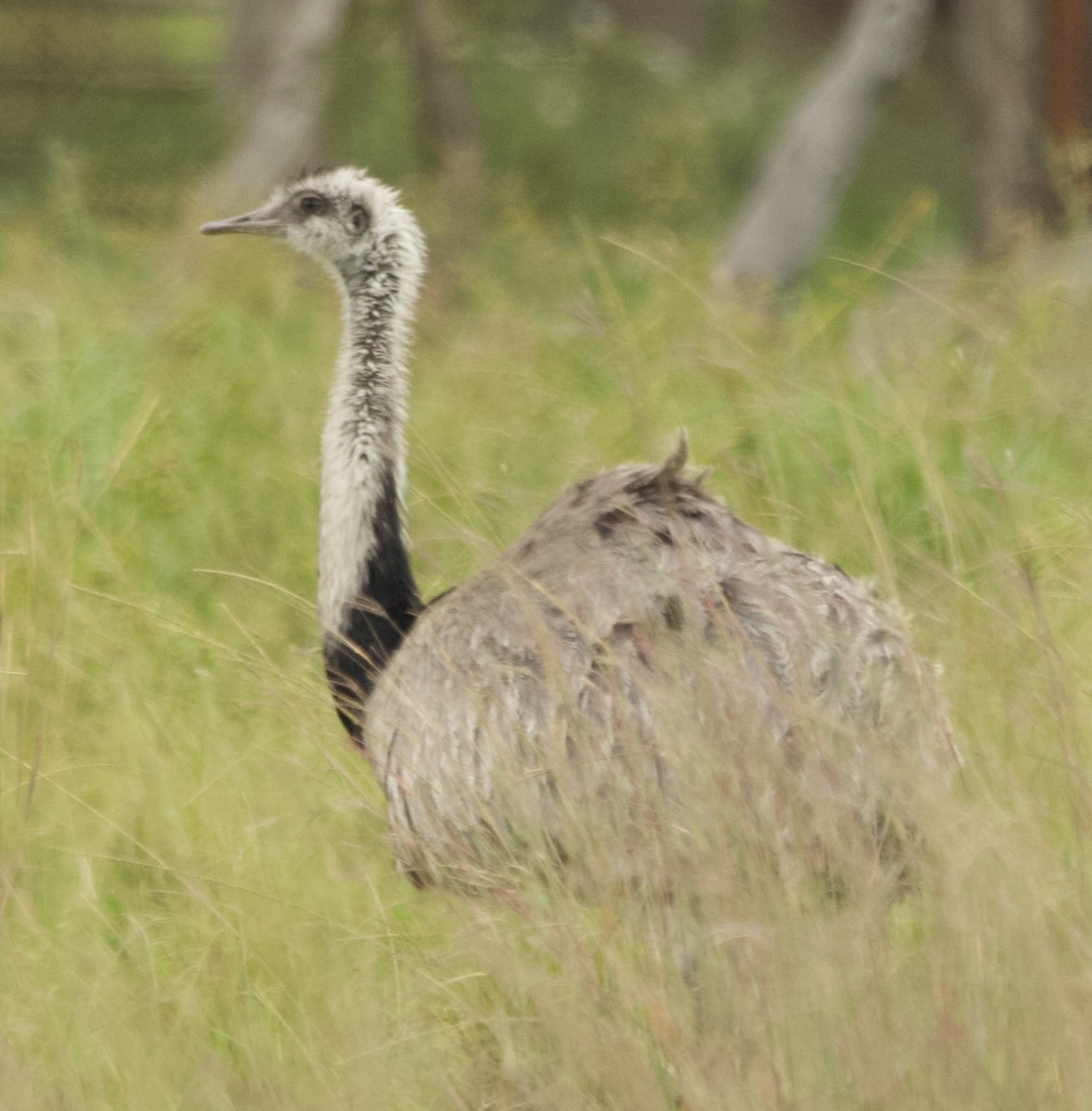 Greater Rhea - ML627916314