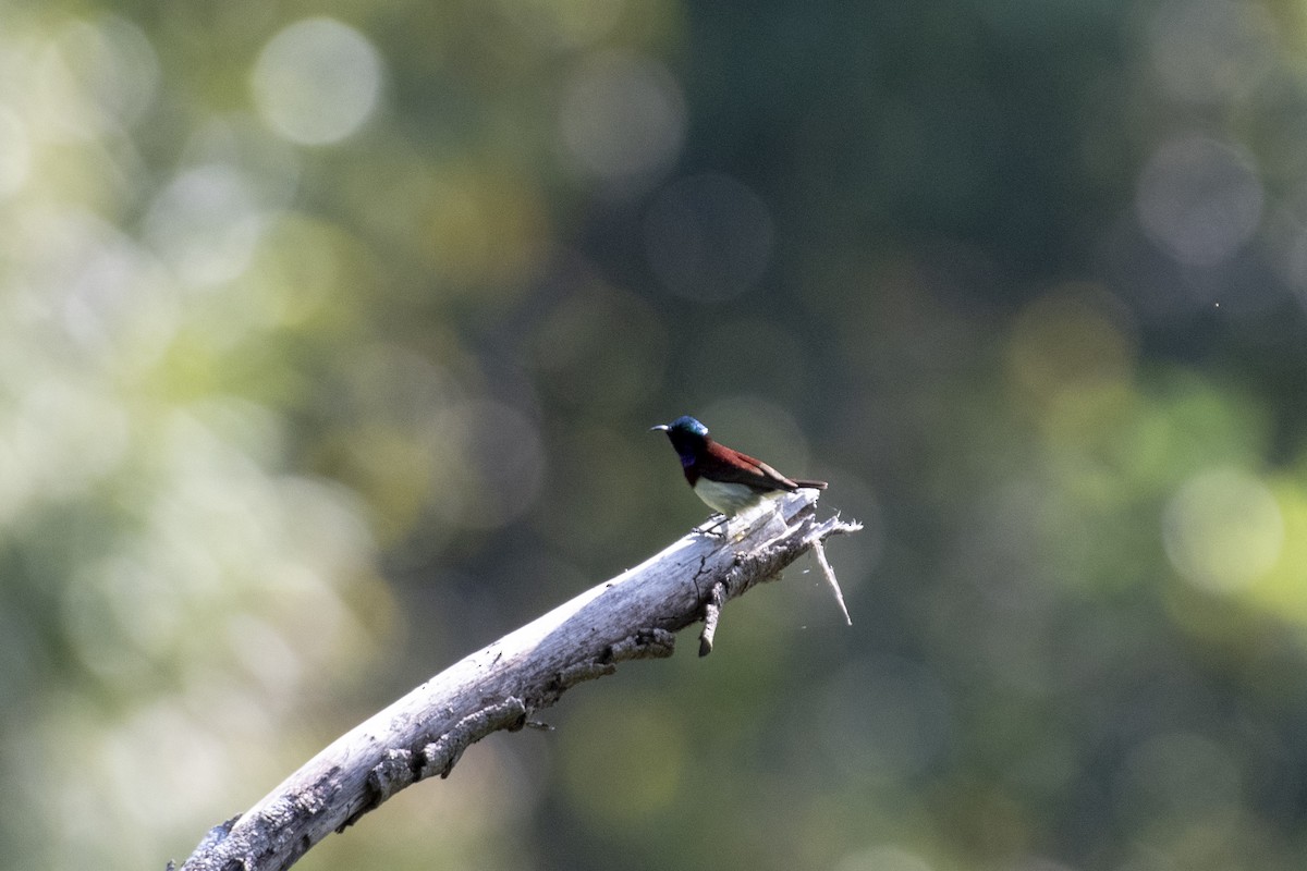 Crimson-backed Sunbird - ML627916363