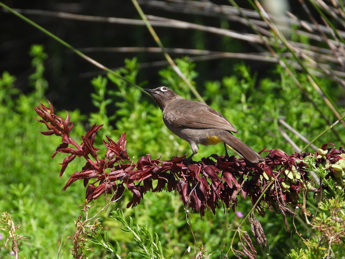 Cape Bulbul - ML627916395