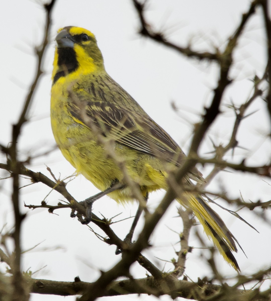 Yellow Cardinal - ML627916492