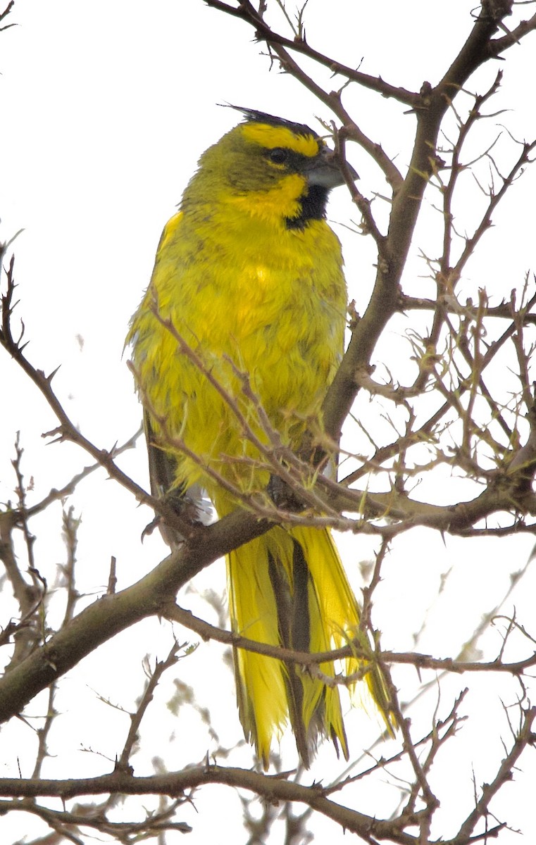 Yellow Cardinal - ML627916518