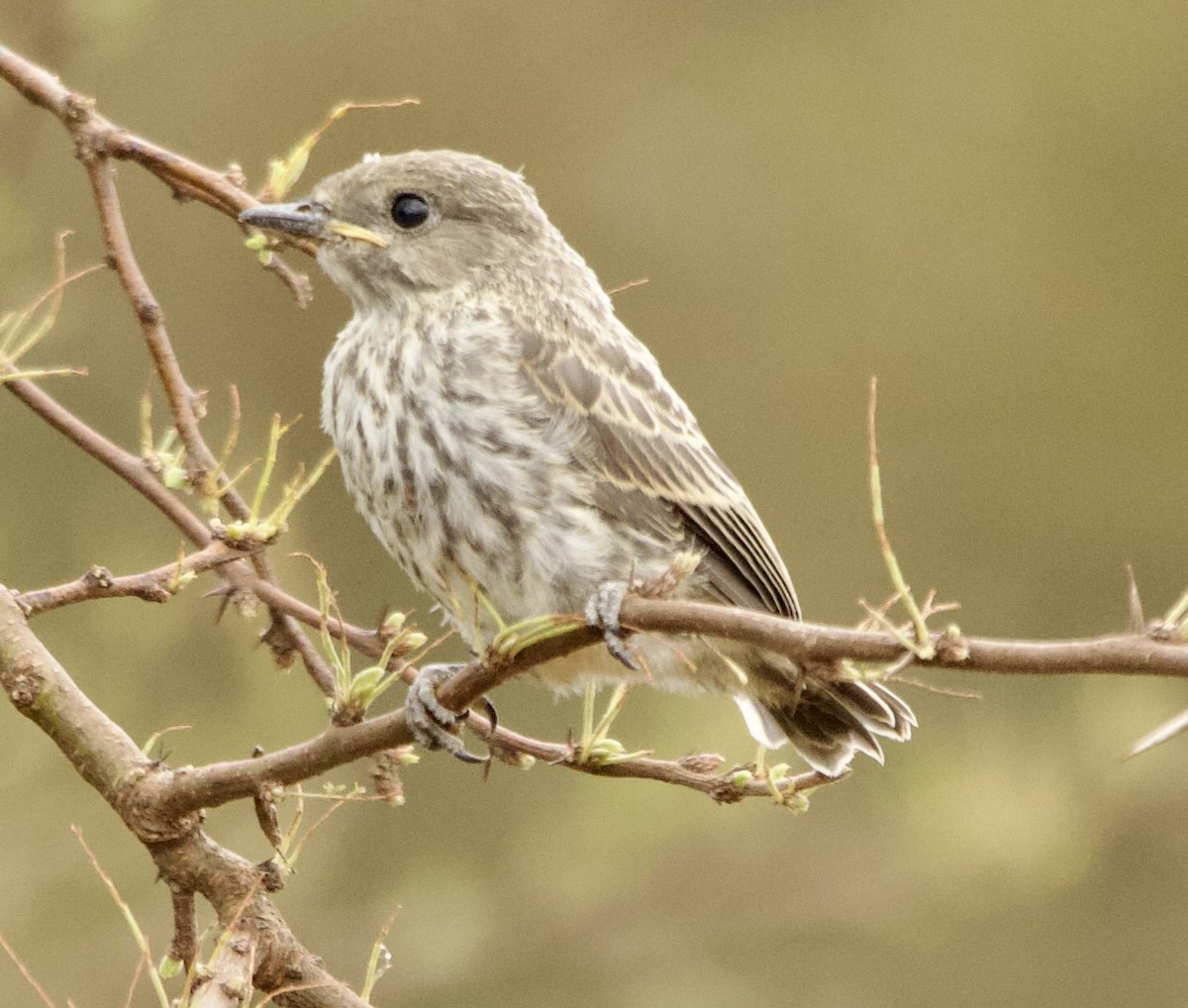 Vermilion Flycatcher (Austral) - ML627916561