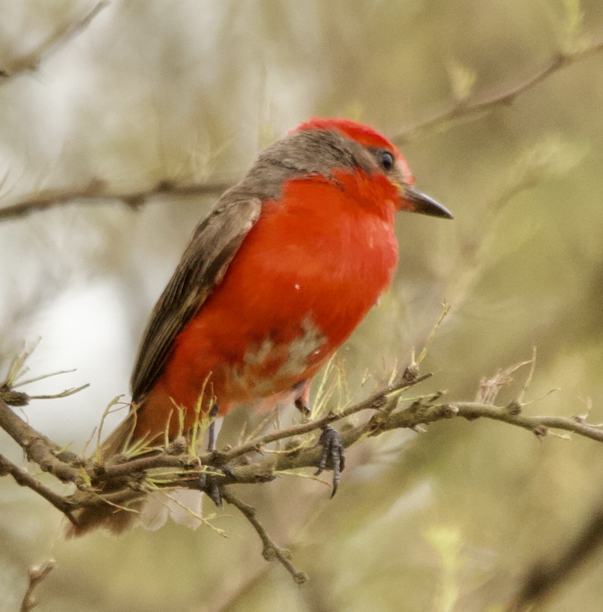 Vermilion Flycatcher (Austral) - ML627916569