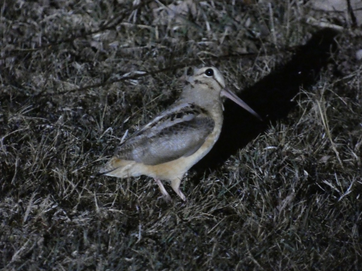 American Woodcock - ML627916608
