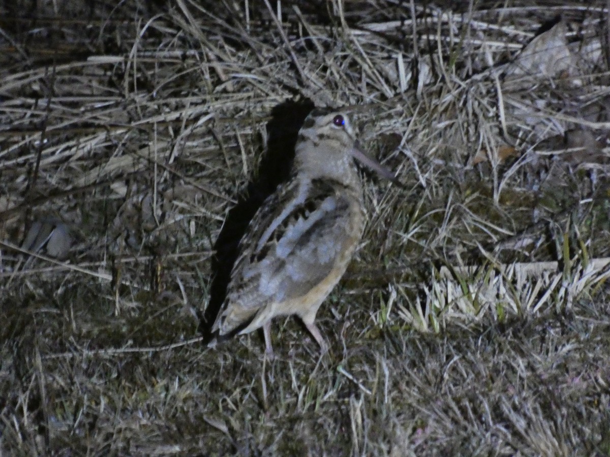 American Woodcock - ML627916609