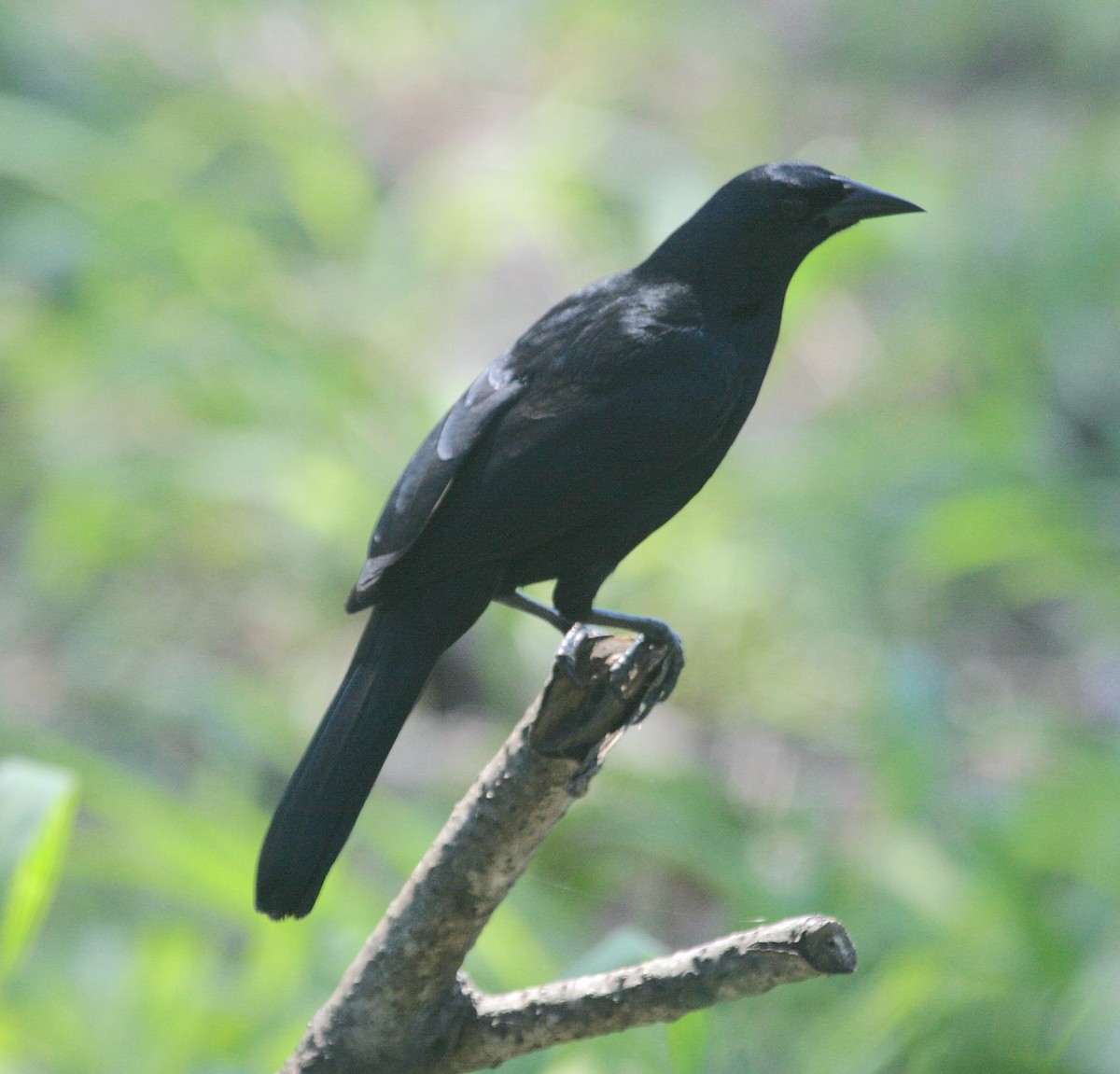 Scrub Blackbird - ML627916725