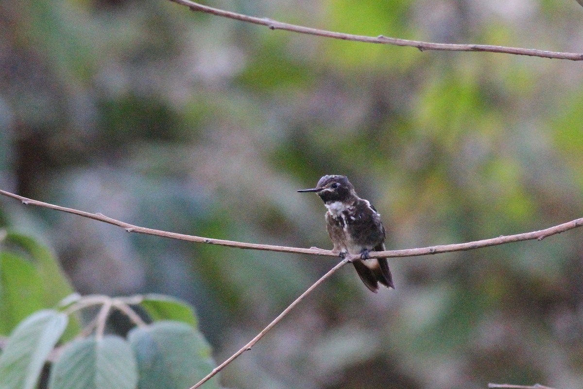 Purple-backed Sunbeam - ML627916798