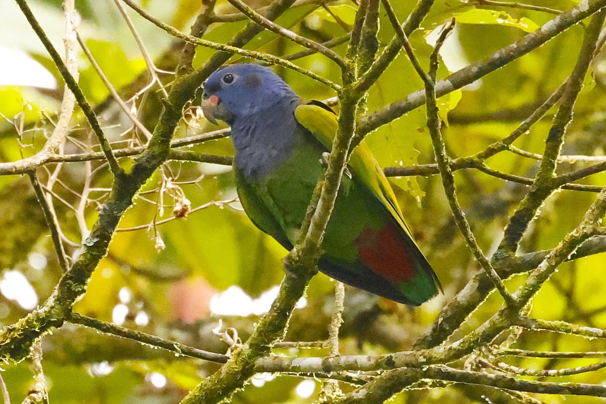 Blue-headed Parrot (Blue-headed) - ML627916853