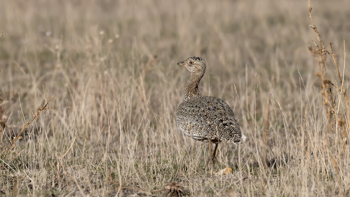 Little Bustard - ML627916858