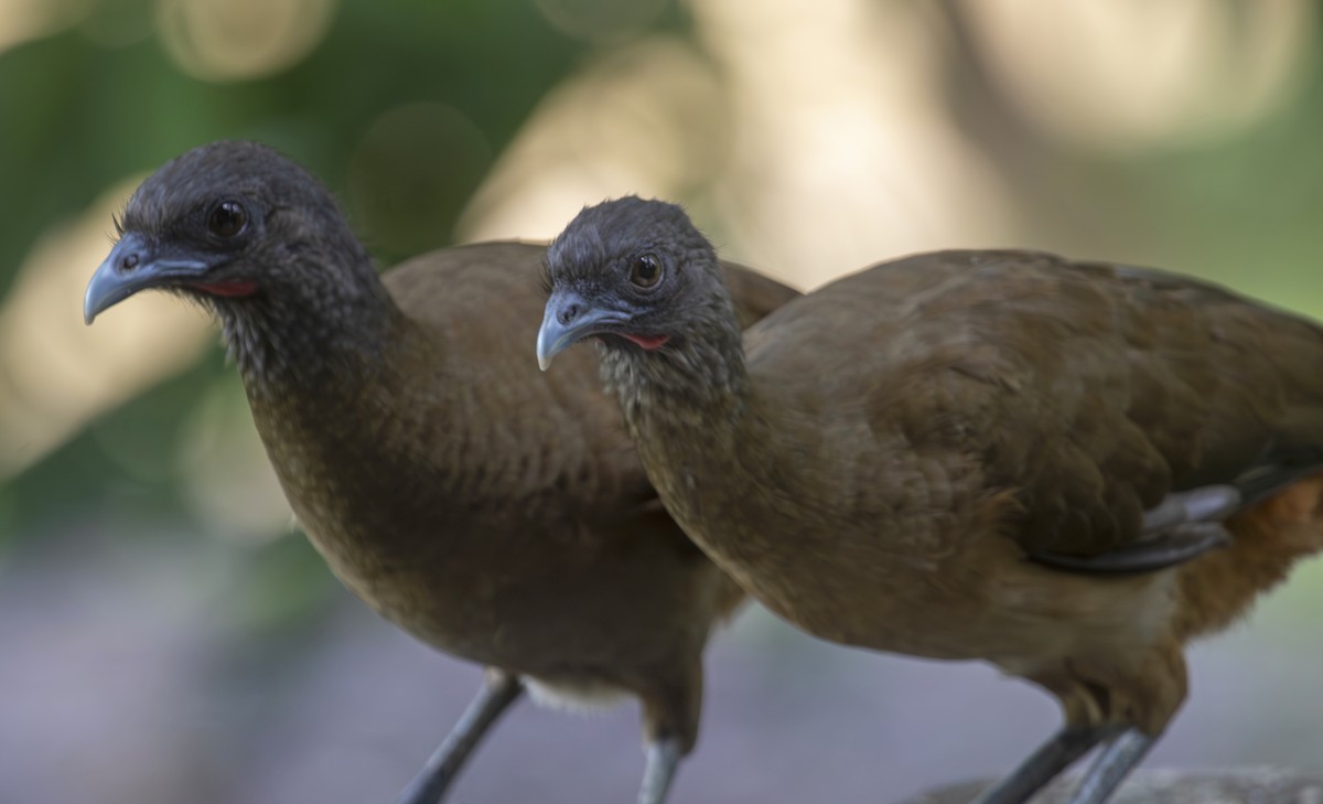 Rufous-vented Chachalaca - ML627916967