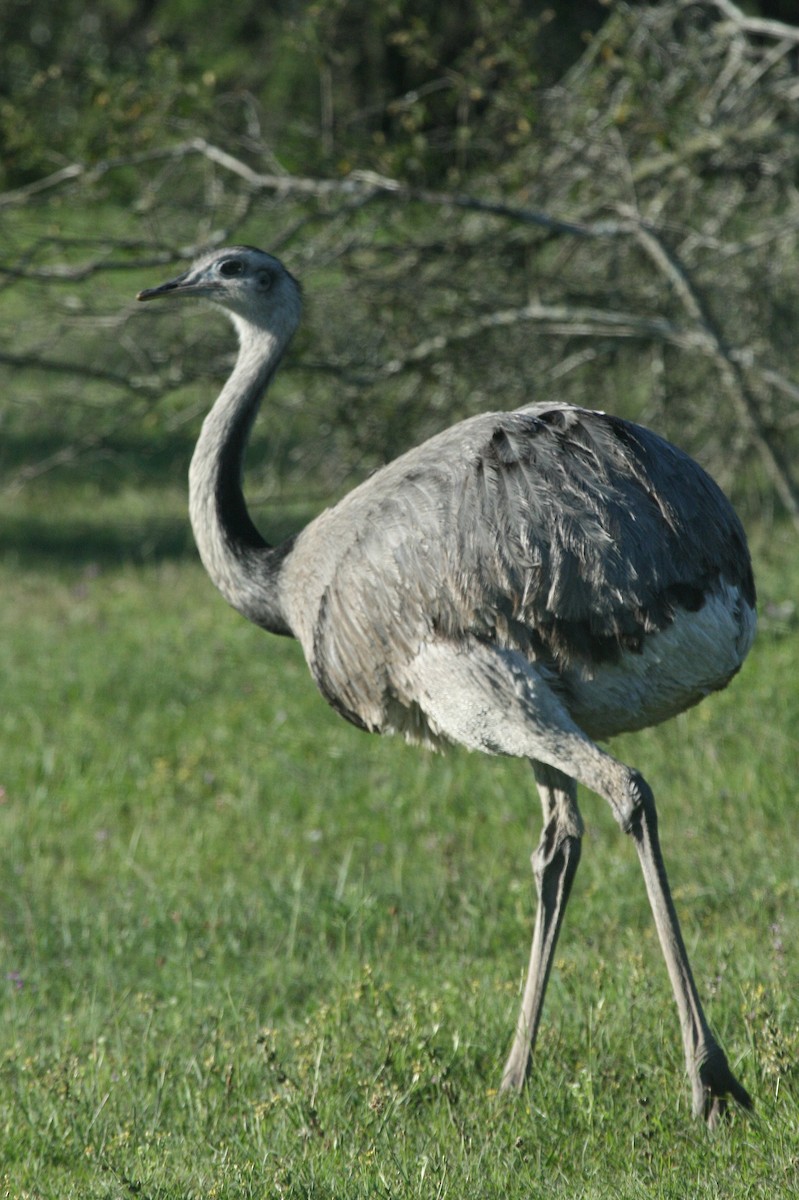 Greater Rhea - ML627917043