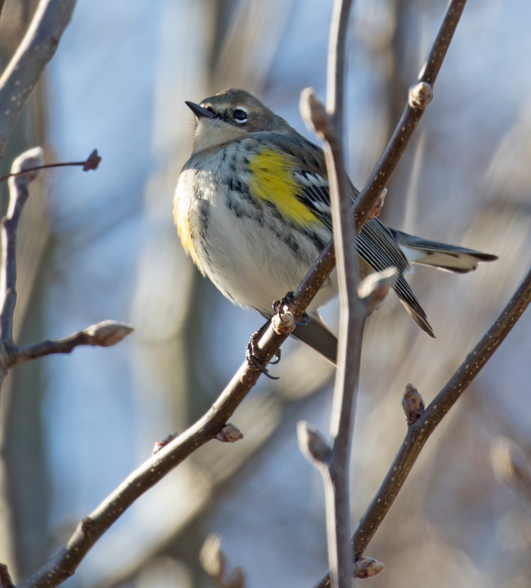 キヅタアメリカムシクイ（coronata） - ML627917078