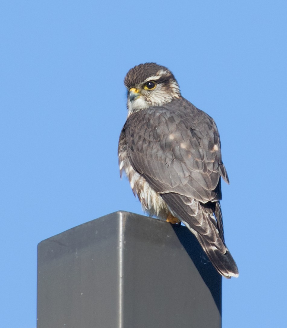 コチョウゲンボウ（columbarius） - ML627917085