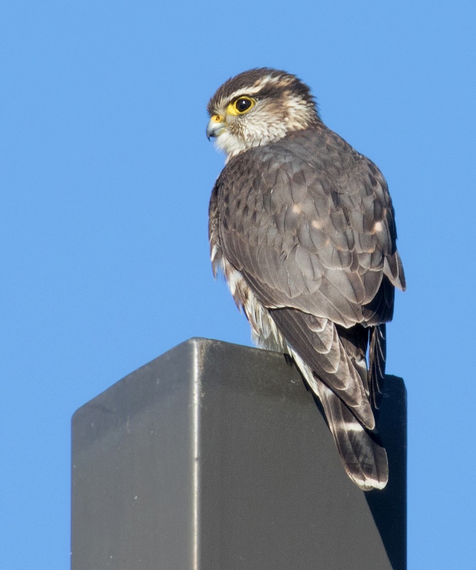 コチョウゲンボウ（columbarius） - ML627917086