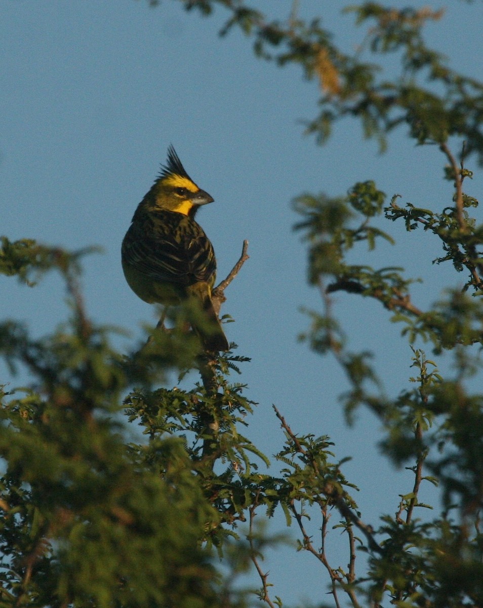 Yellow Cardinal - ML627917109