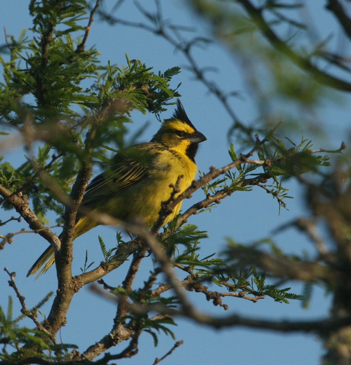 Yellow Cardinal - ML627917110