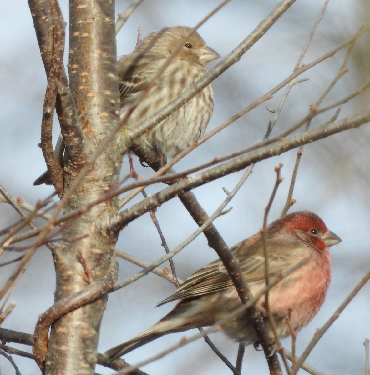 House Finch - ML627917171