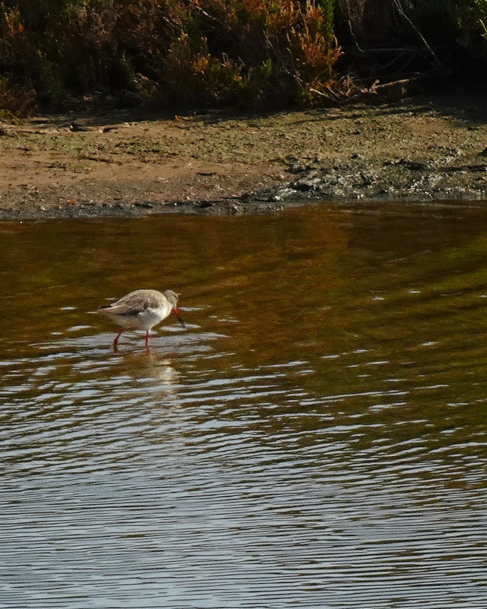 Bar-tailed Godwit (European) - ML627917198
