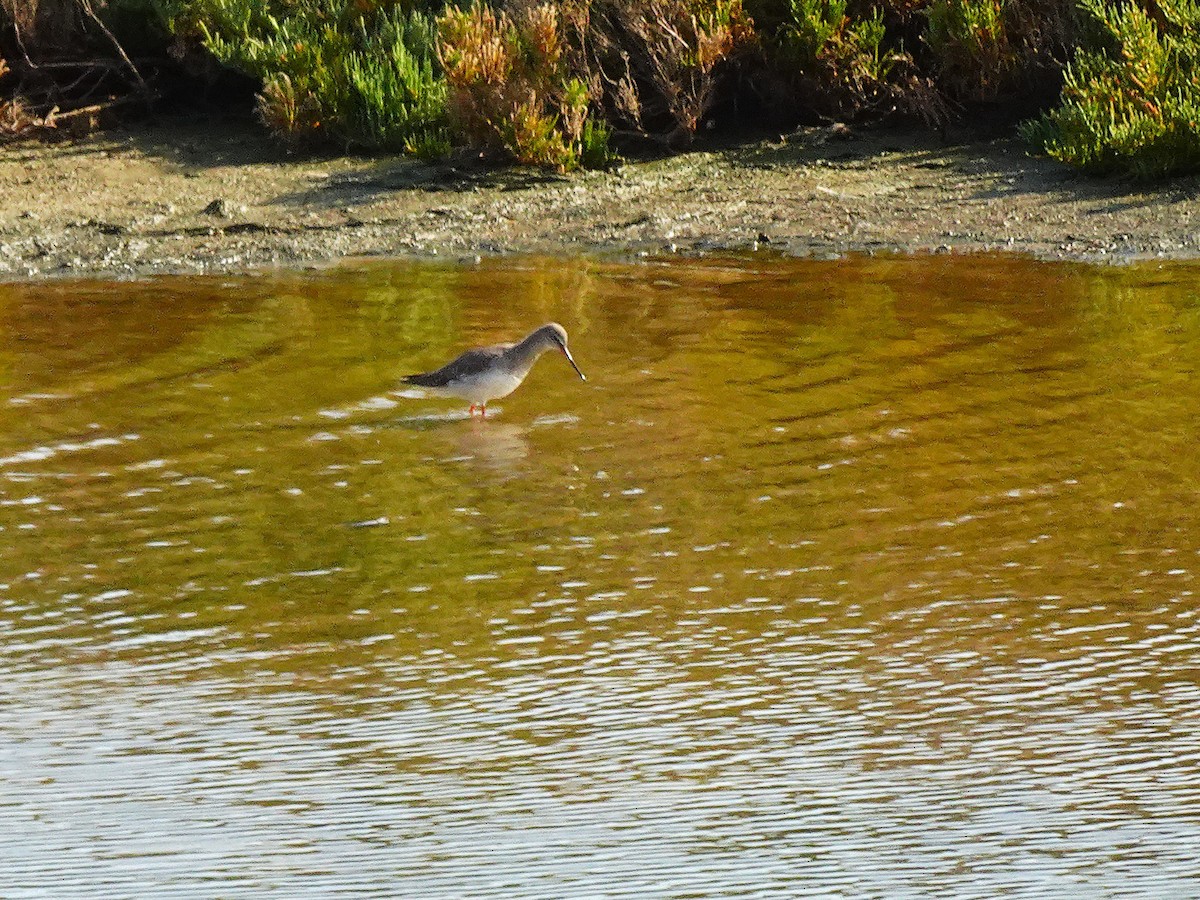 Bar-tailed Godwit (European) - ML627917199