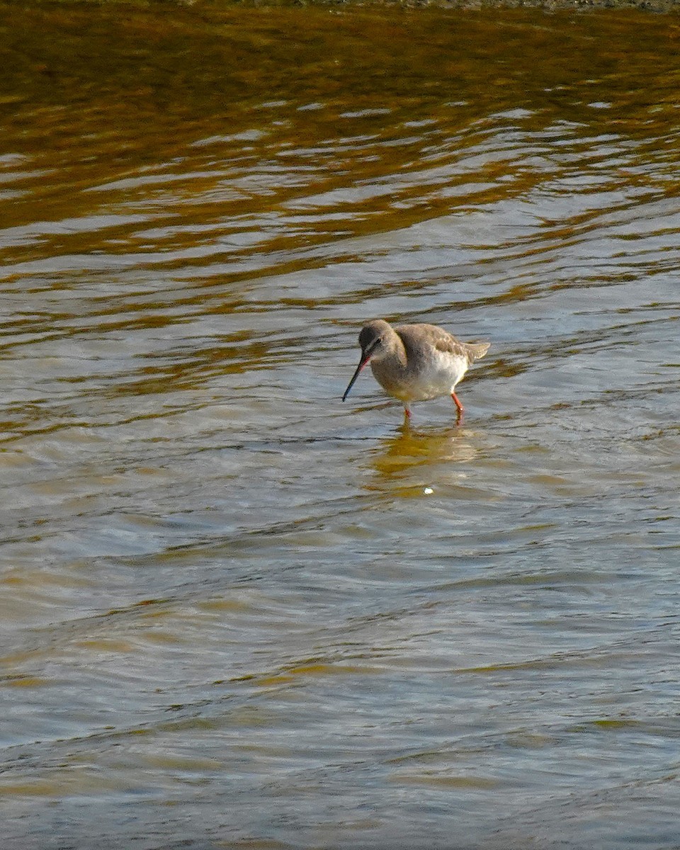 Bar-tailed Godwit (European) - ML627917200