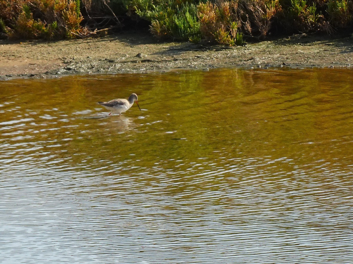 Bar-tailed Godwit (European) - ML627917201