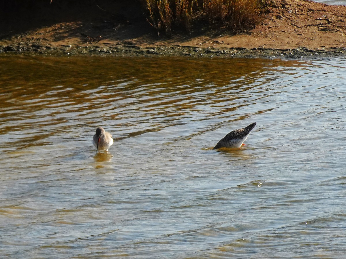Bar-tailed Godwit (European) - ML627917202