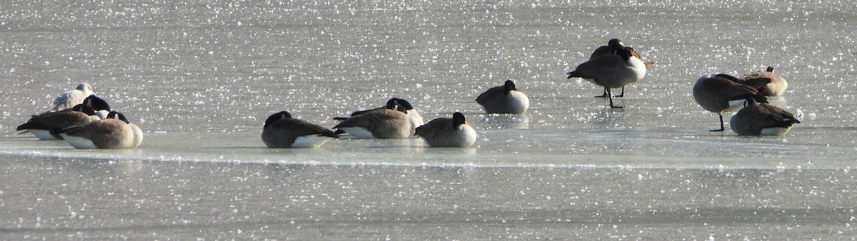 Canada Goose - ML627917216