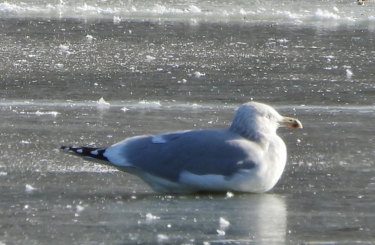 American Herring Gull - ML627917224