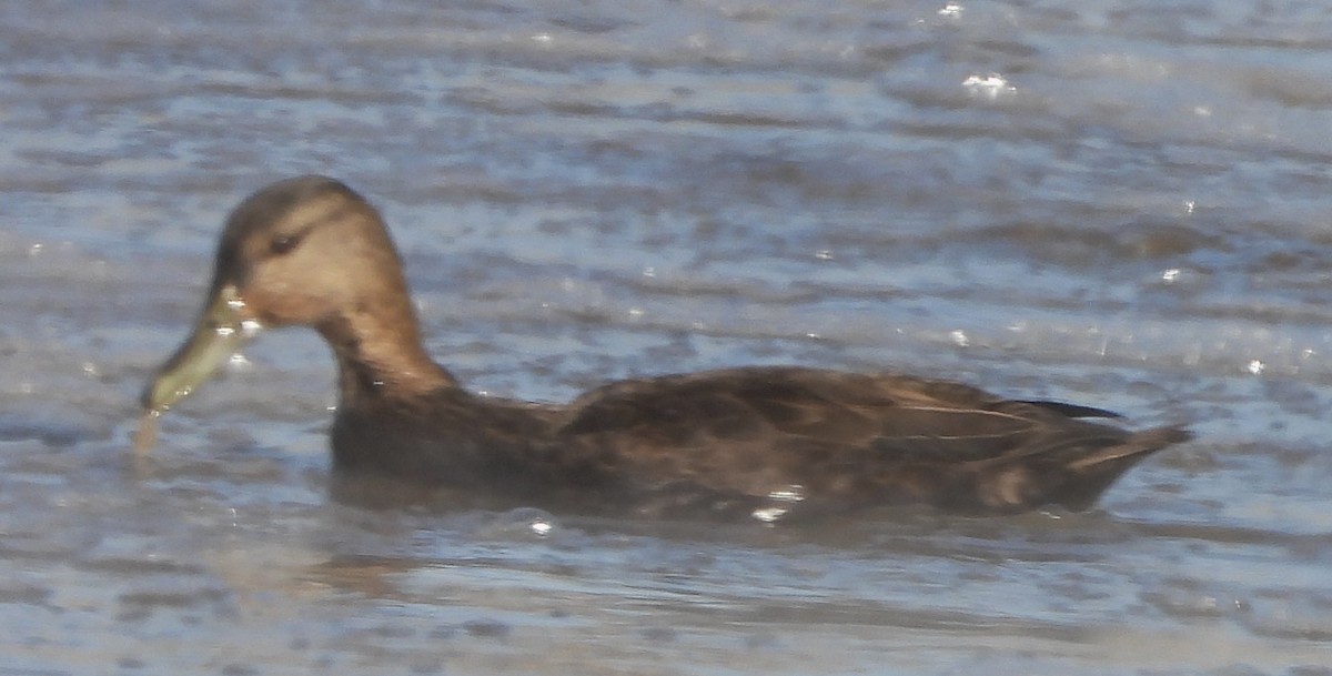 American Black Duck - ML627917245