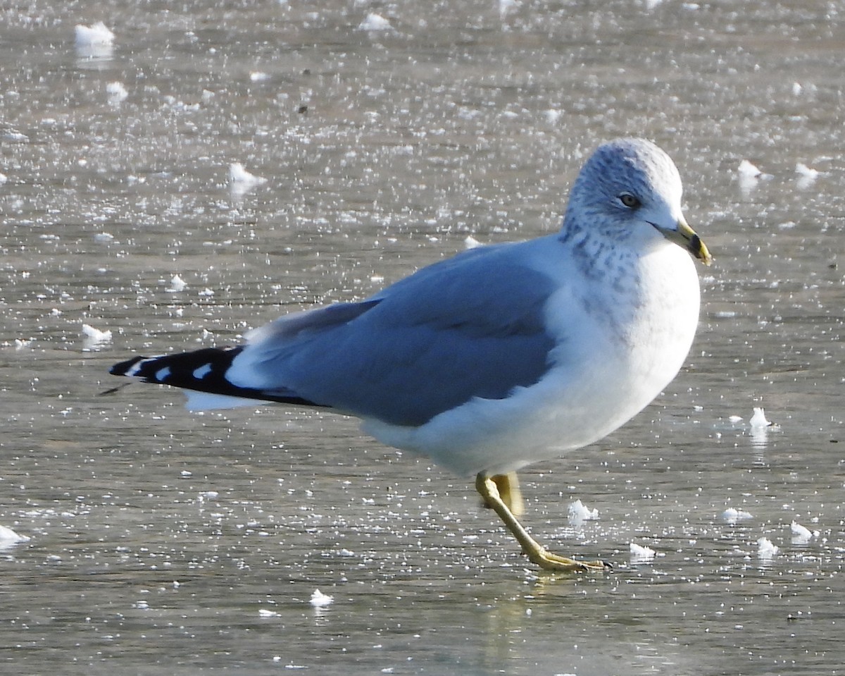 Ring-billed Gull - ML627917250