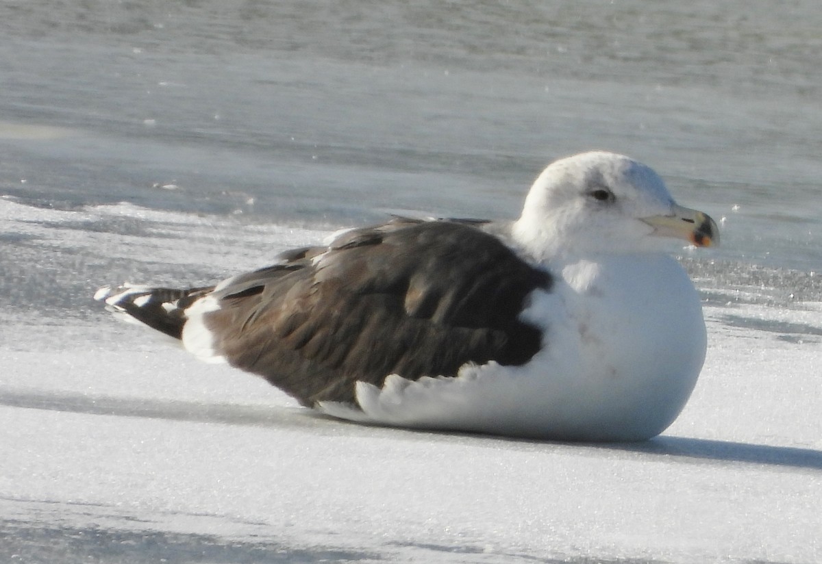 Great Black-backed Gull - ML627917253