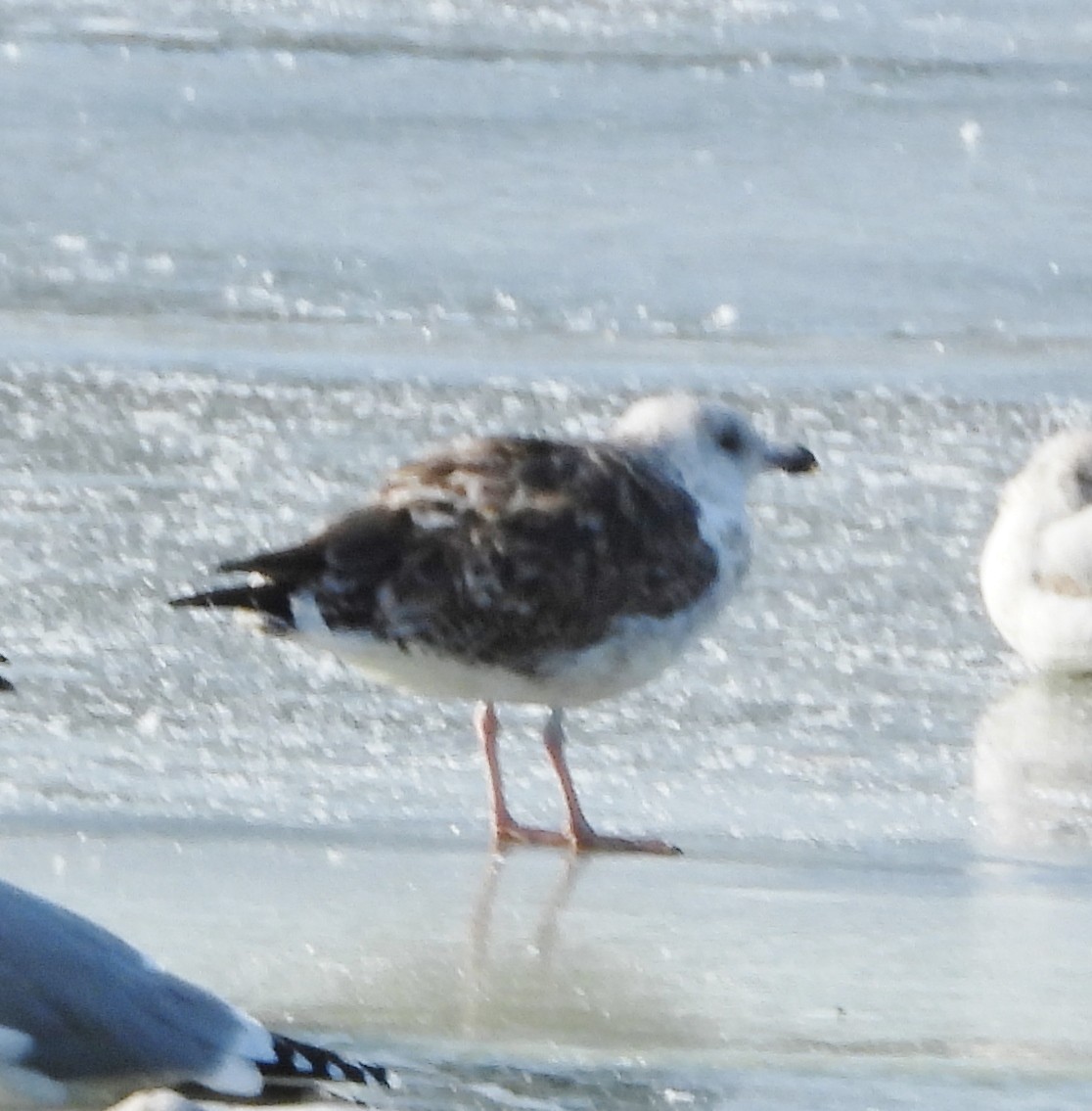 Great Black-backed Gull - ML627917254