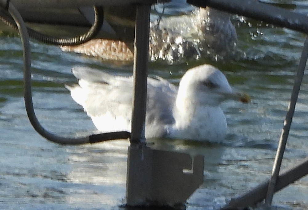 Iceland Gull - ML627917256