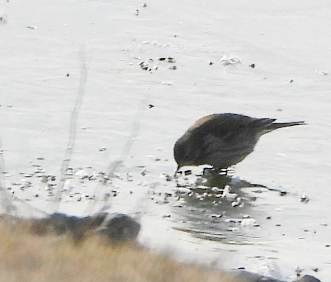 American Pipit - ML627917260