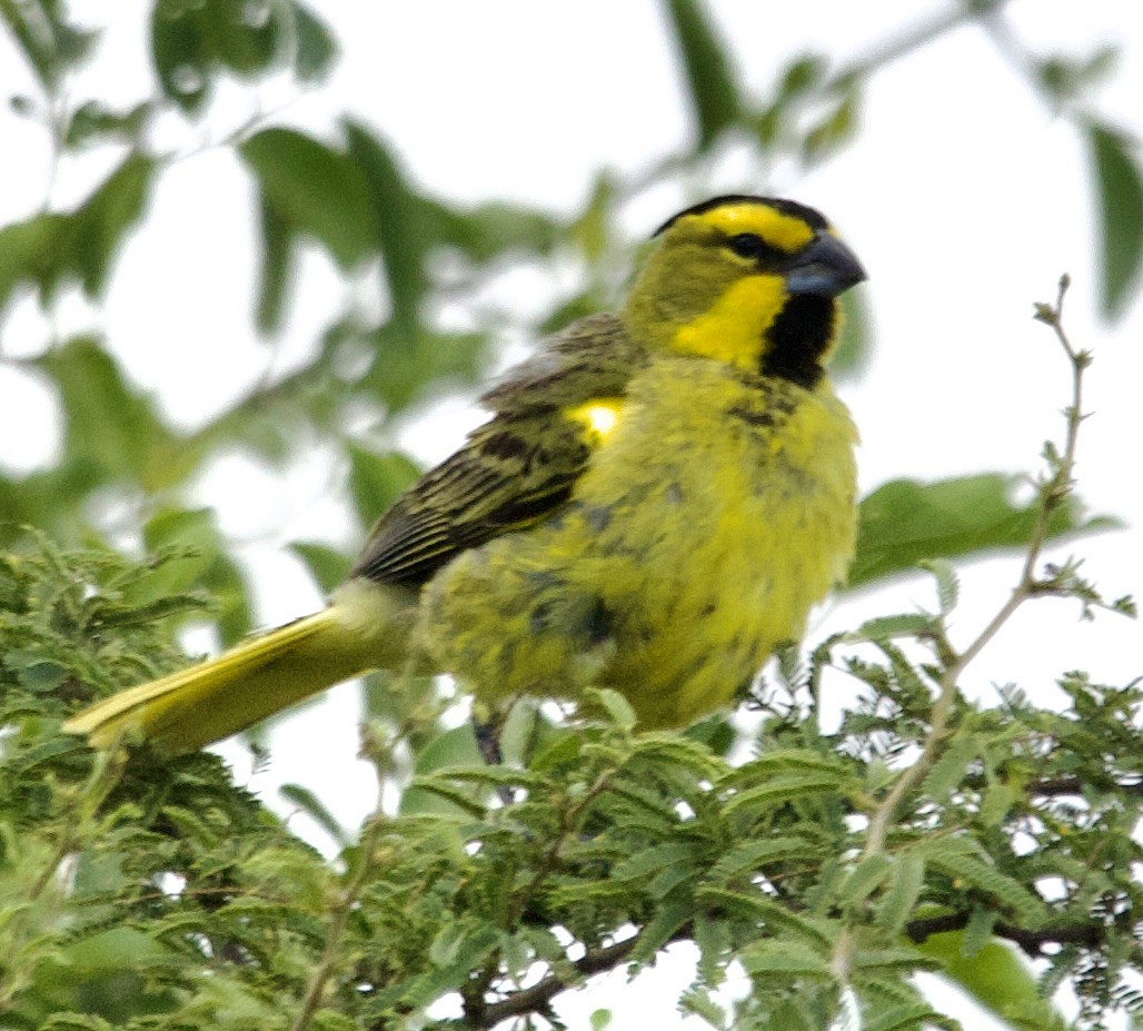 Yellow Cardinal - ML627917266