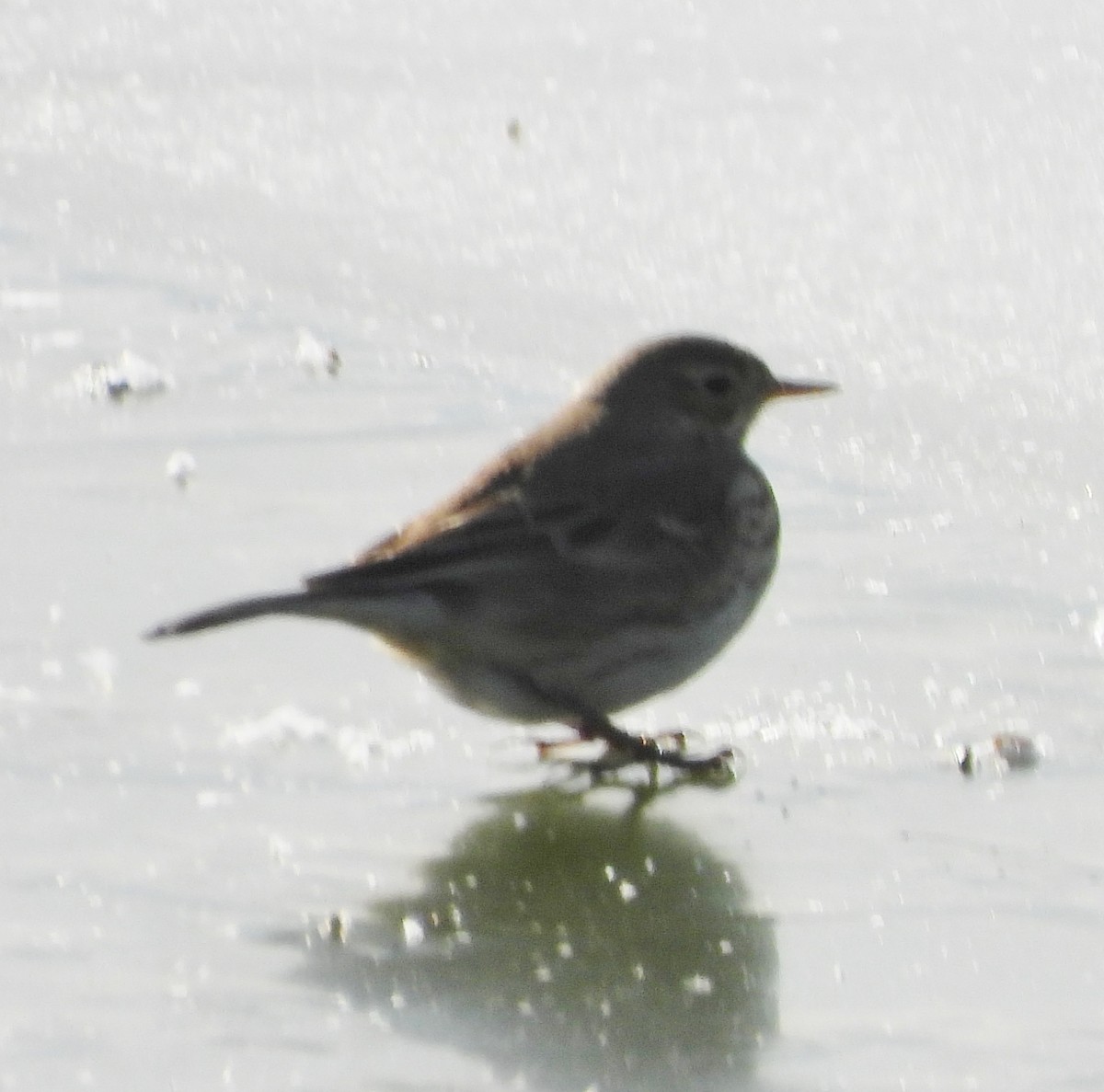 American Pipit - ML627917267