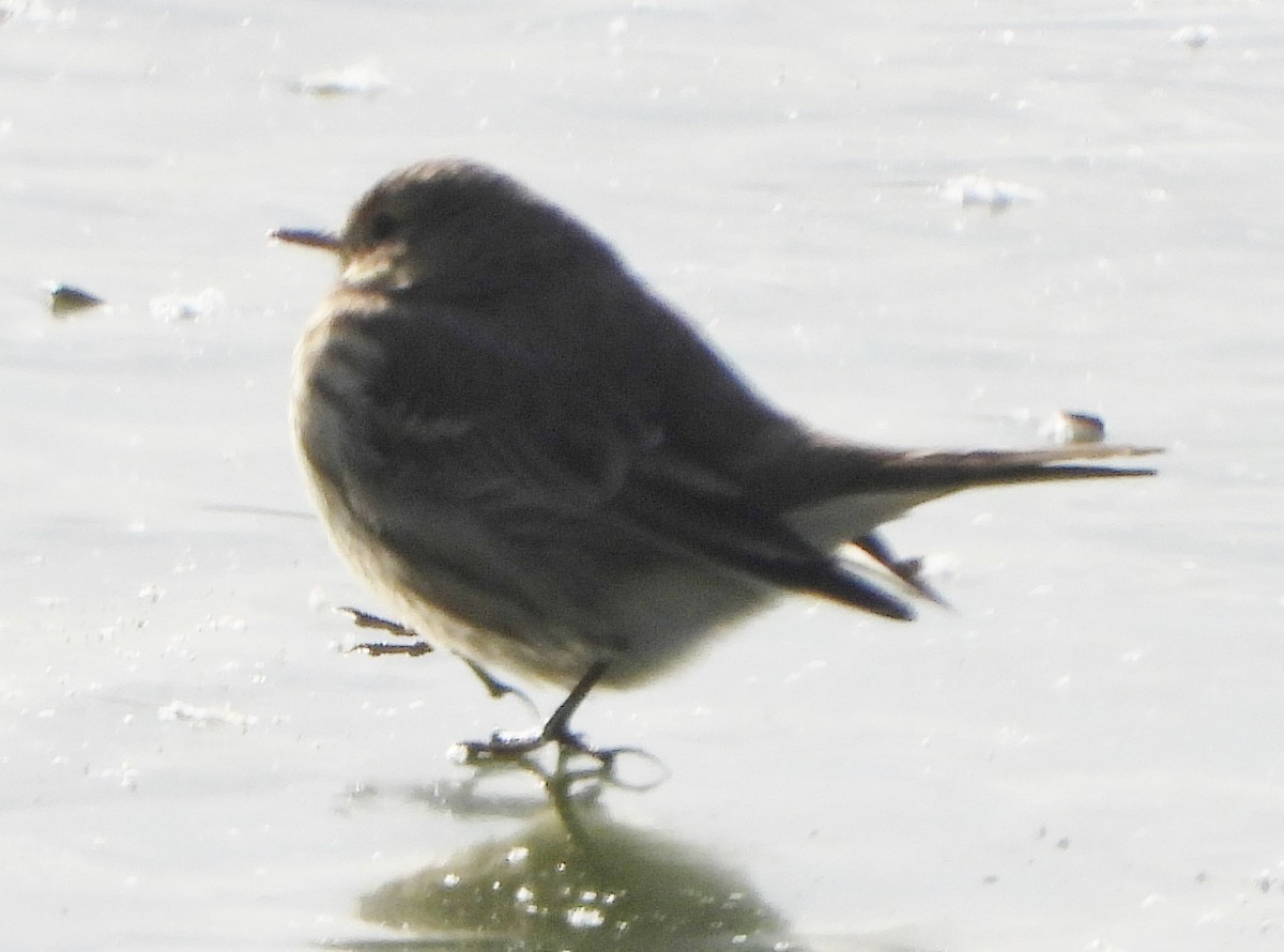 American Pipit - ML627917268