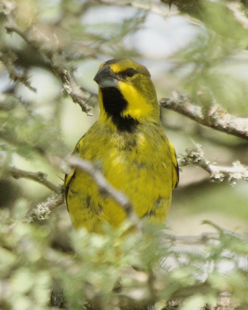 Yellow Cardinal - ML627917272