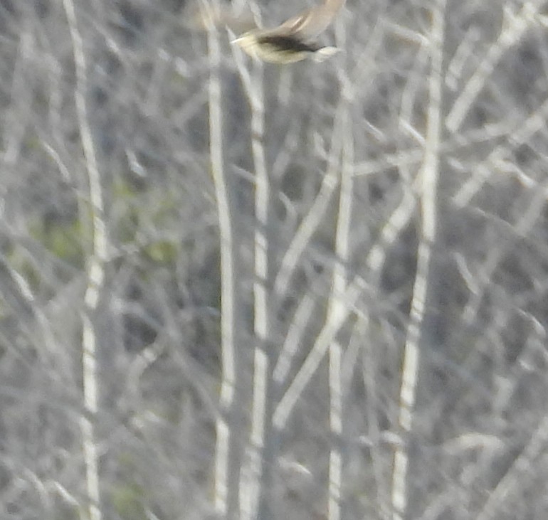 American Pipit - ML627917278