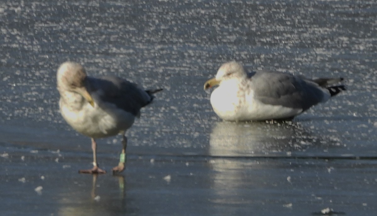 American Herring Gull - ML627917288