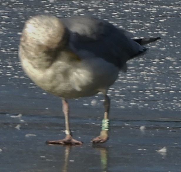 American Herring Gull - ML627917291