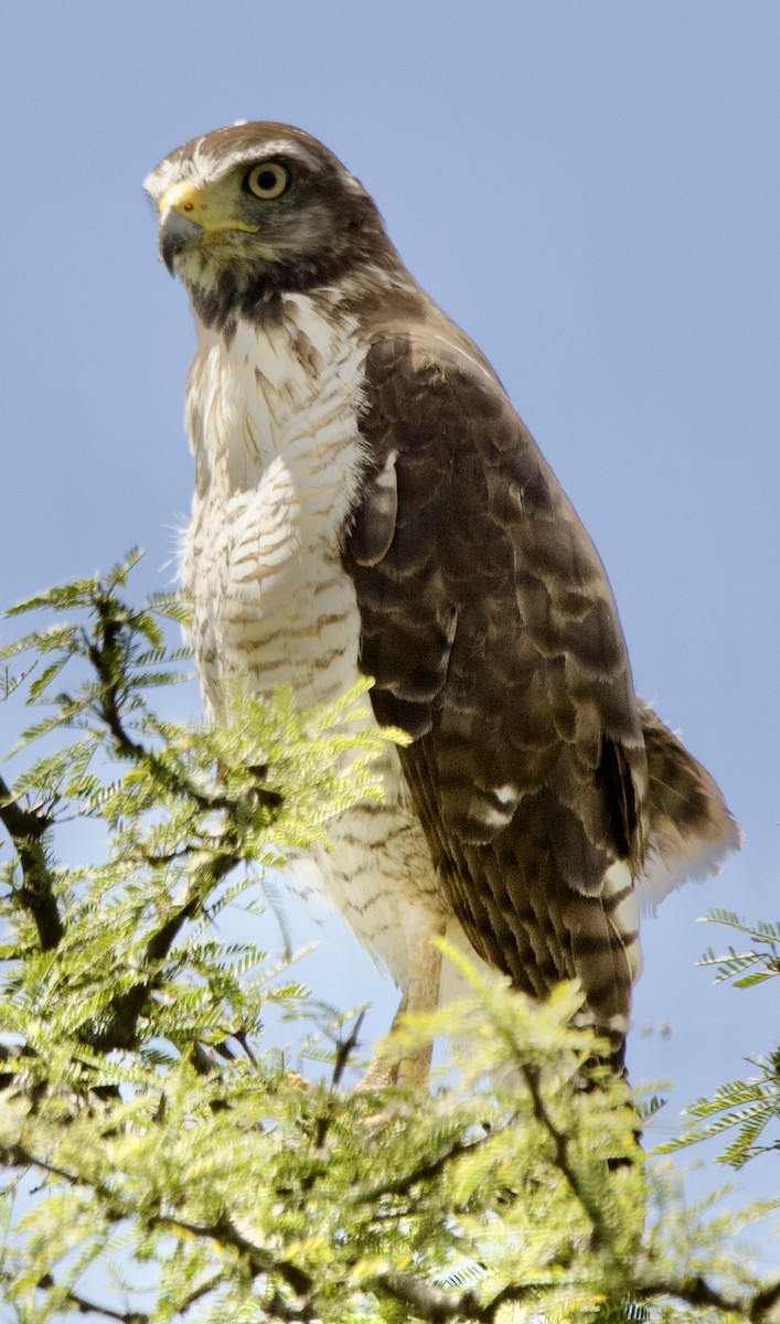Roadside Hawk (Southern) - ML627917297