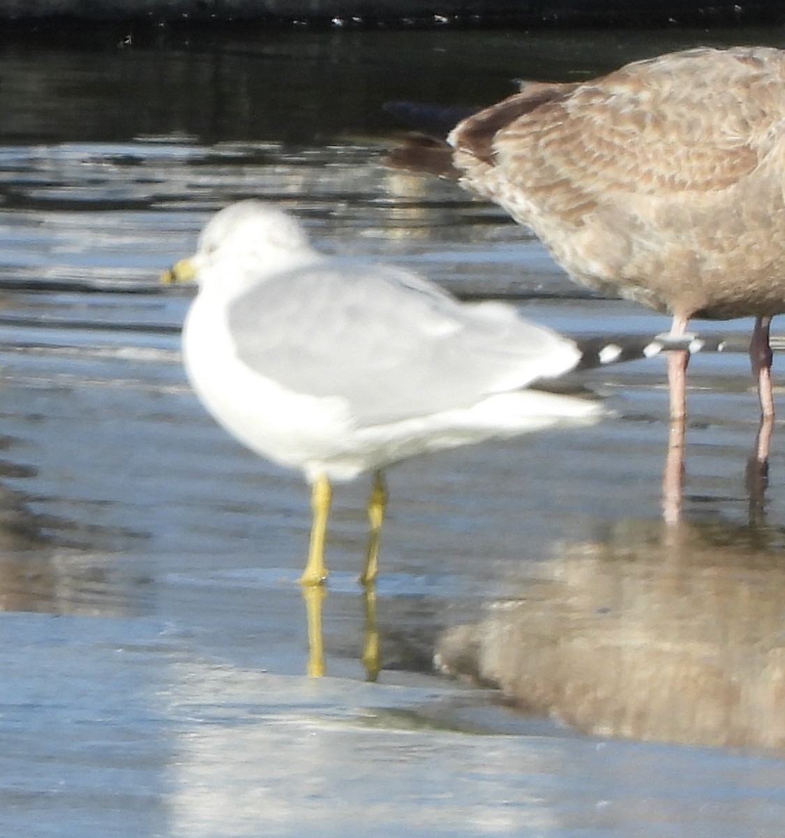 Ring-billed Gull - ML627917298