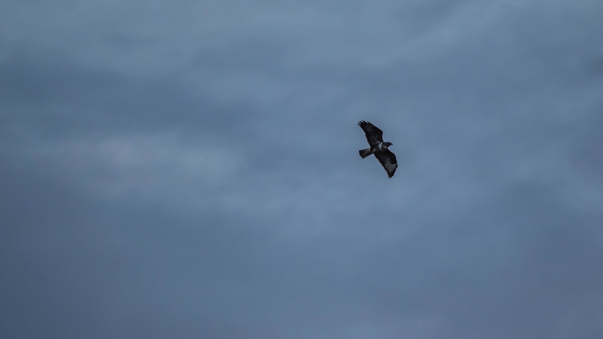 Buse variable - ML627917320