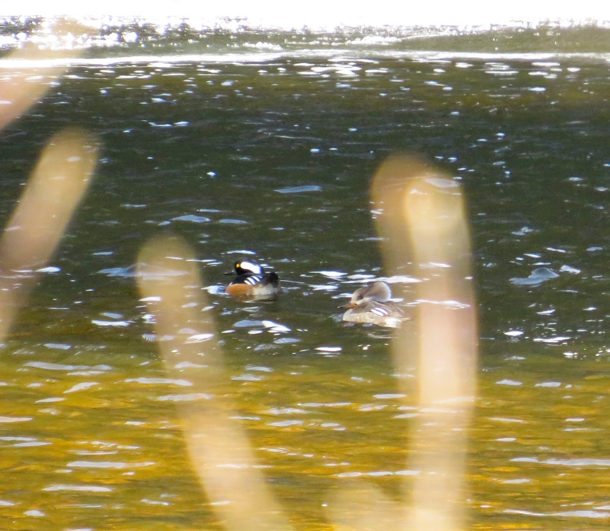 Hooded Merganser - ML627917449