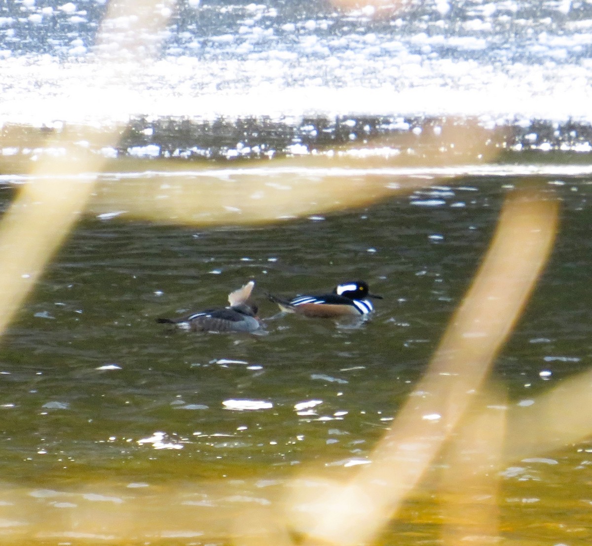 Hooded Merganser - ML627917452