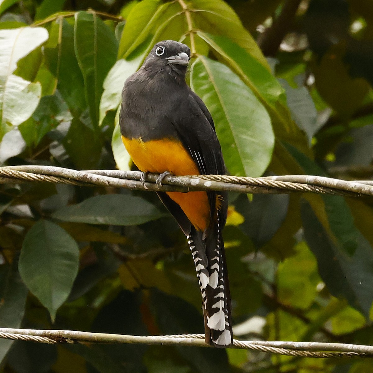 Green-backed Trogon - ML627917533