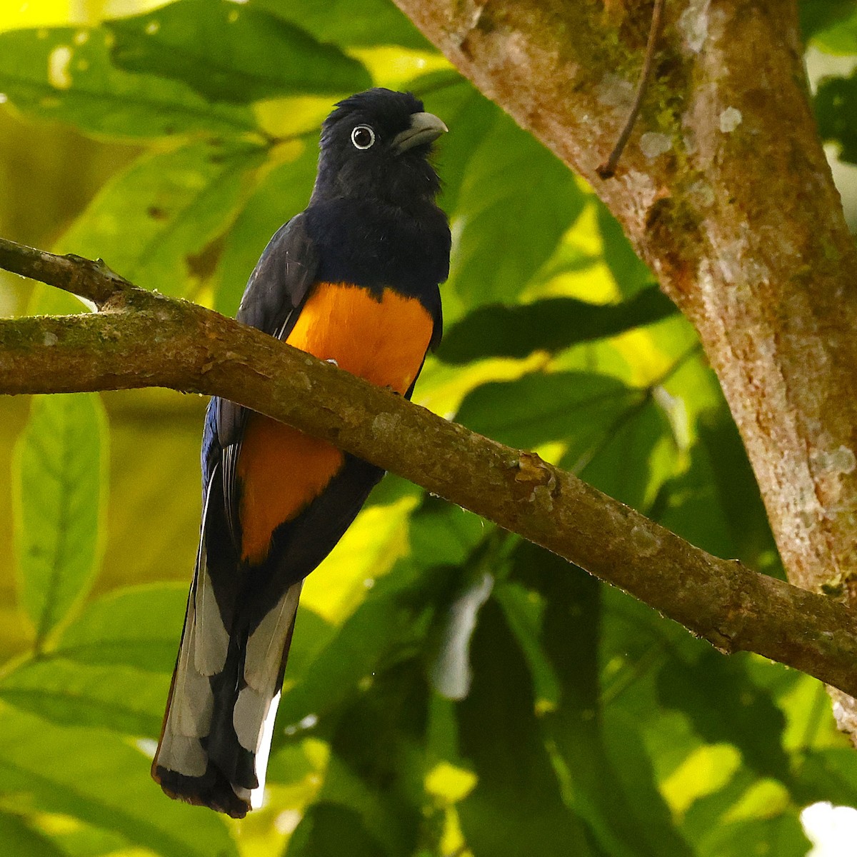 Green-backed Trogon - ML627917534