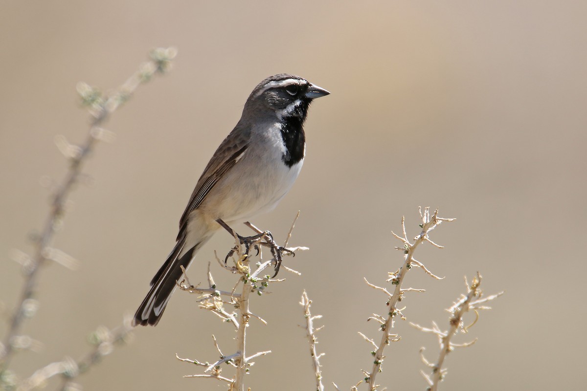 Black-throated Sparrow - ML627917554