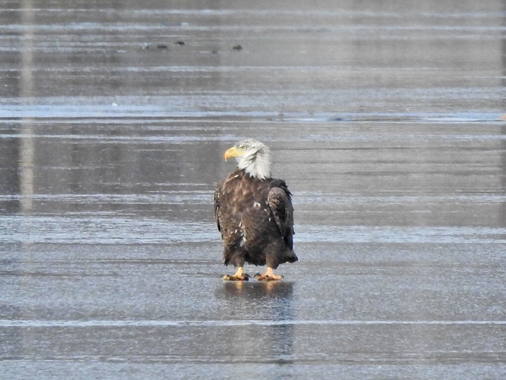 Bald Eagle - ML627917598